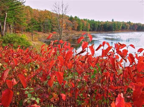 Saratoga Woods And Waterways Autumns Embers Autumn Natural