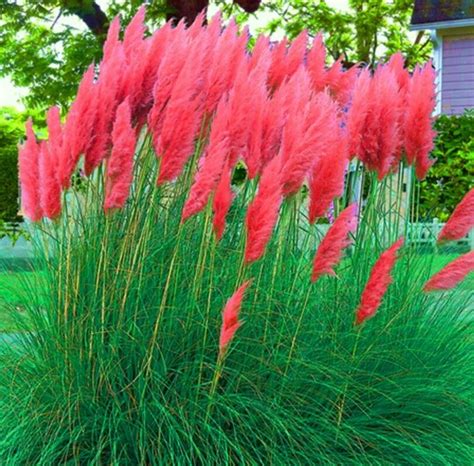 Pampas Grass Red Hybridhardy Grassfresh Seeds Exotic