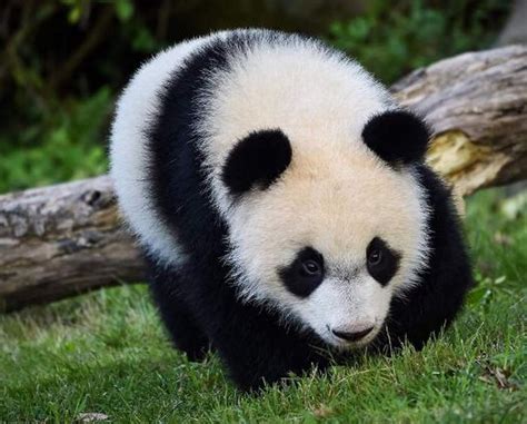 Yuan Meng Le Bébé Panda Du Zoo De Beauval Fête Ses 1 An Vl Média
