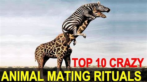 Top 10 Strangest Animal Mating Rituals You Wont Believe Youtube