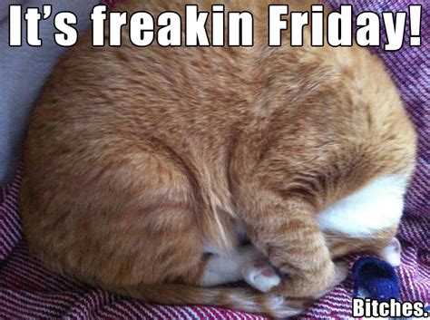 Check spelling or type a new query. It's Freakin Friday! | Mylo the Cat | Know Your Meme