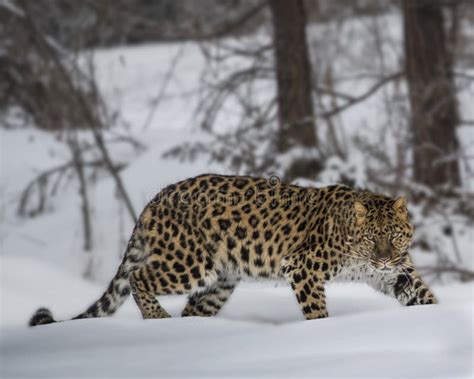 Leopardo De Amur En La Granja Triple Del Juego De D En Kalispell