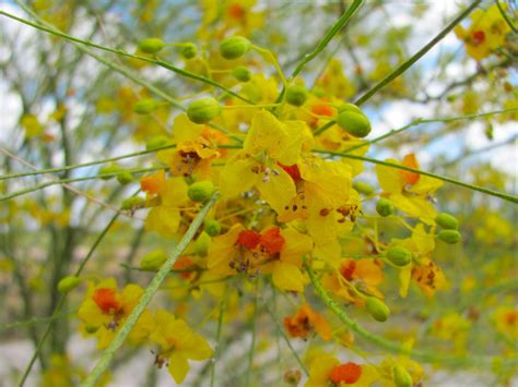 10 things you didn't know about palo verde trees | tucson life | tucson.com
