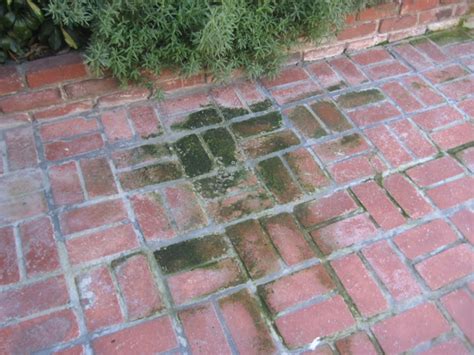 In fact, a power hose can actually cause damage to brickwork. cleaning - How do I remove moss from an outdoor brick ...