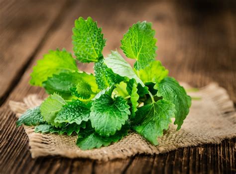 Uses For Fresh Mint Thriftyfun