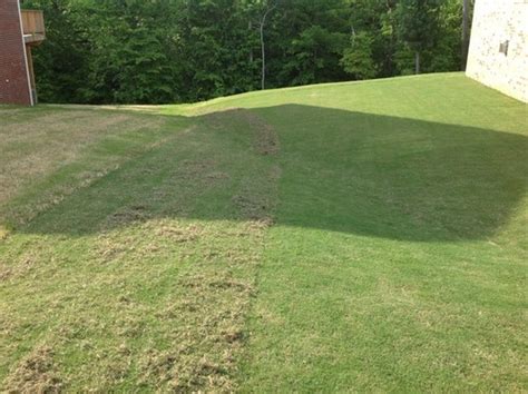 What temperature does bermuda grass go dormant? This is when you need to dethatch Bermuda