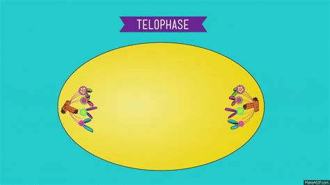 Create Gcse Mitosis Gif Revision Notes Gcse Science N