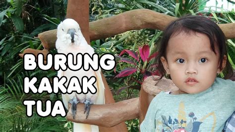 Burung Kakak Tua Taman Satwa Lembah Hijau Lampung Youtube