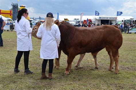 Livestock 069 Alyth Agricultural Show 2019 John Mullin Flickr