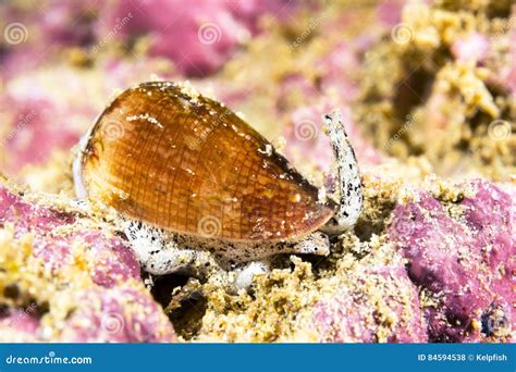 California Cone Snail Stock Photo Image Of Gastropod 84594538