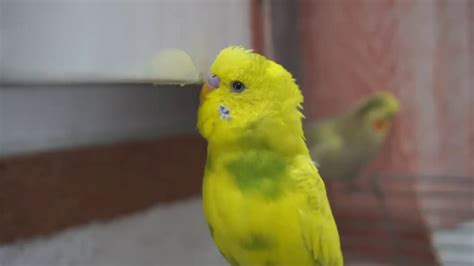 Budgies Singing A Happy Flock Song ♫︎ Youtube