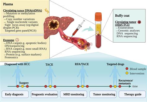 Frontiers Clinical Applications Of Liquid Biopsy In Hepatocellular
