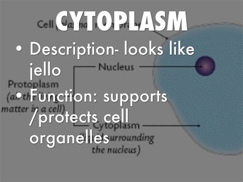 The cytoplasm is dense and viscous, comprising 80% of water and is made up of a scaffold of structural proteins that define the cytoskeleton of the cell which gives the. Cell Organelles by Macy Dunn