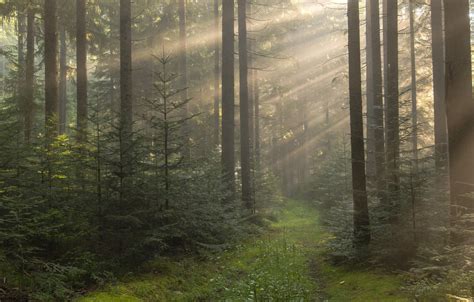 Wallpaper Forest Summer The Sun Rays Light Trees Branches Fog