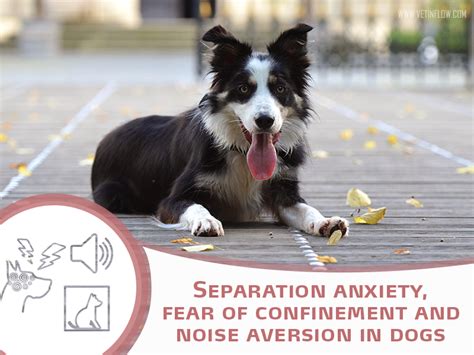 Separation Anxiety Fear Of Confinement And Noise Aversion In Dogs
