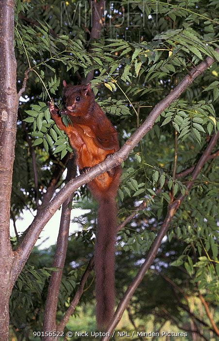 Minden Pictures Red Giant Flying Squirrel Feeding On Leaves