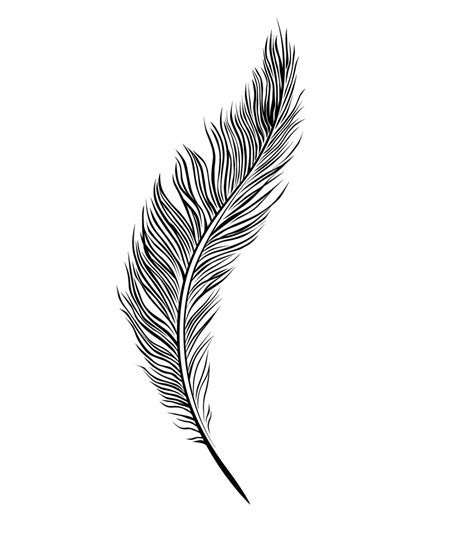 Drawing Template Trio Feather Drawing Line Drawings Tattoo Feathers