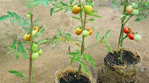 How To Grow Tomatoes To Produce A Lot Of Fruit In Straw At Home Youtube