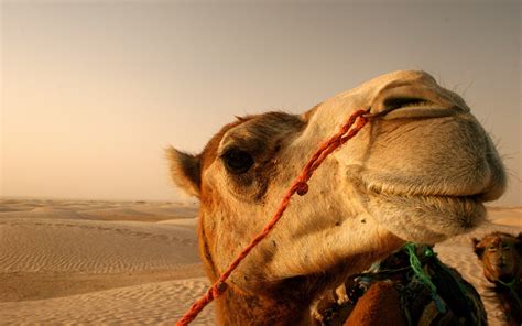 Wallpaper Landscape Animals Desert Camels Sahara Fauna