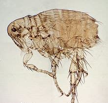 If your cat has flea allergies, it is important to take your cat to a veterinarian who can diagnose and treat the if you notice your cat scratching or biting itself aggressively, part its fur to check for reddish, crusty if you see these symptoms, comb your cat with a flea comb and look for fleas or their feces. Oriental Rat and Cat Flea Bites on Humans and Pets :: Flea ...