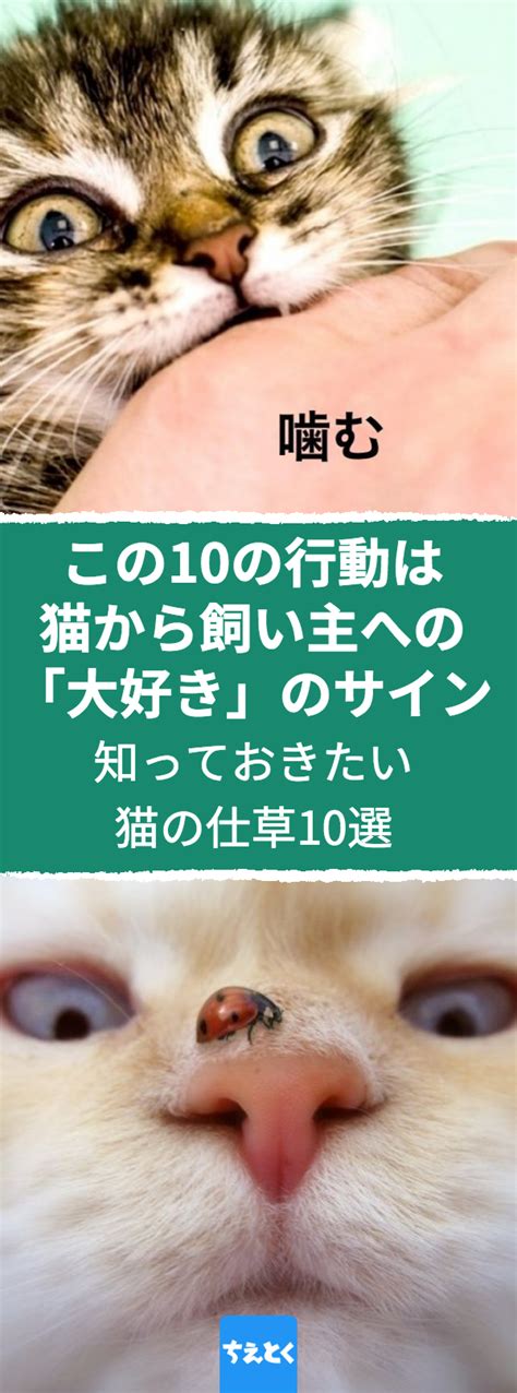 【猫の気持ちを読み解く】この10の行動は猫から飼い主への大好きのサイン