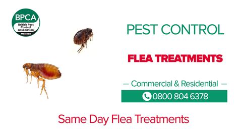 Pest Control For Fleas And Biting Insects