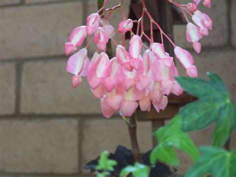 Check spelling or type a new query. Angel Wing Begonia - shade and moisture | Tiny cottage ...