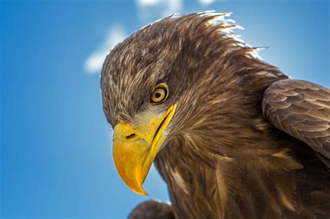 We try to show only birds in their natural surroundings. eagle, Bird, Head, Beak, Predator Wallpapers HD / Desktop ...