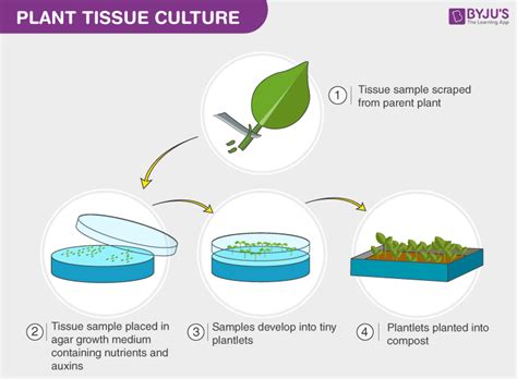 Types Of Tissue Culture Techniques And Their Uses Plant Cell Technology Your Partner In