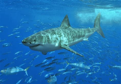 Megaselachus megalodon, carcharocles megalodon beziehungsweise carcharodon megalodon) ist los 'ne ausgestorbene haiart. Morski psi - Wikipedija, prosta enciklopedija