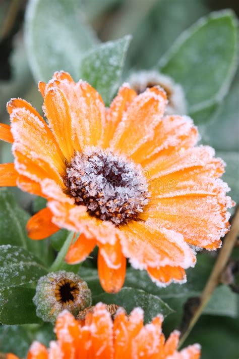 How can you protect your plants from frost? Flowers with Frost stock photo. Image of morning, yard ...