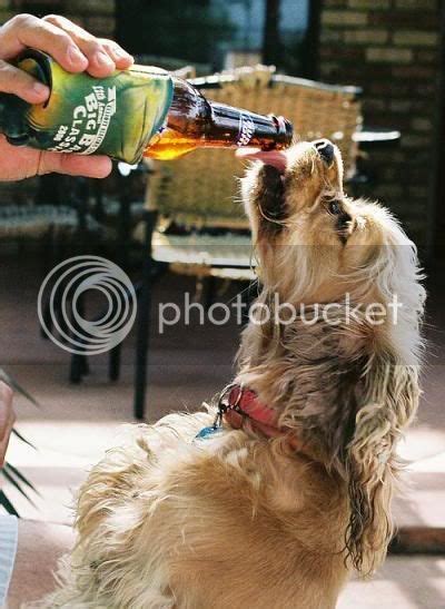 E Mais 20 Fotos De Cachorros Bebendo Cerveja Estou Sem Criatividade