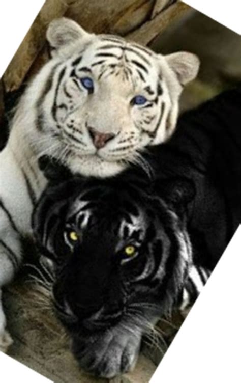 The Rare Black Or Melanistic Tiger Jodylmarks Blog
