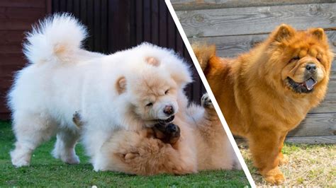 Nombres De Chow Chow Nombres De Perros My Xxx Hot Girl