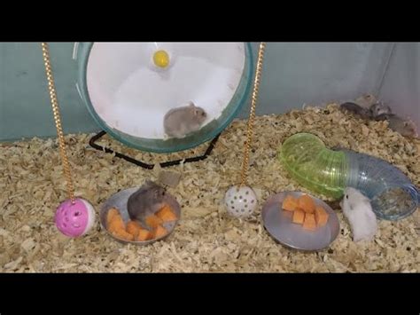 Hamster Fofos Hamster Comendo Cenoura Hamster Saud Veis Youtube