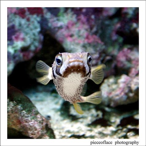 Cute Puffers A Gallery On Flickr