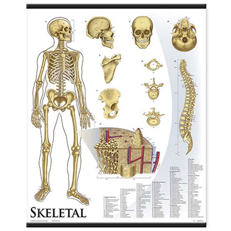 1421 10 Skeletal System Wall Chart Mounted Denoyer Geppert Science