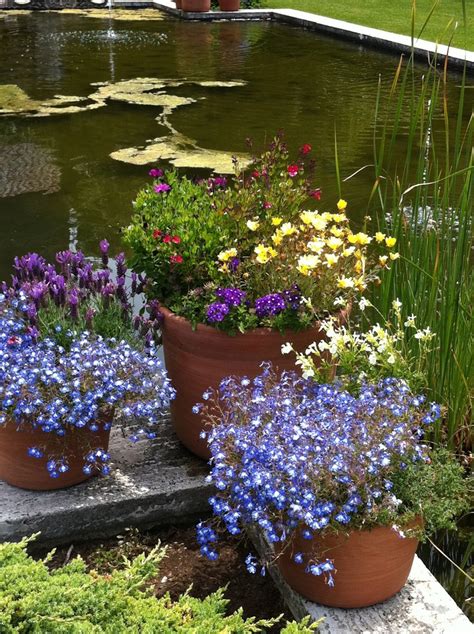 blue--everthing else looks cluttered | Patio plants, Flower planters
