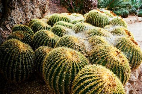 Barrel Cactus Sonora Desert Arizona San Tan Mountains Stock Photo
