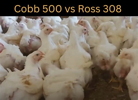 Cobb 500 Vs Ross 308 Zpoultry