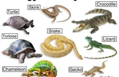 Reptiles Vs Amphibians Venn Diagram