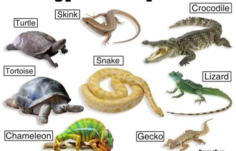 15 Difference Between Amphibian And Reptile With Examples And Pictures