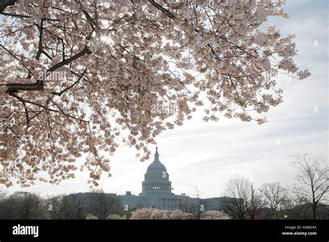 Washington Dc Us Capitol Building Cherry Blossoms Hi Res Stock