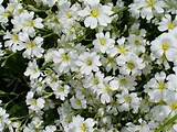 Beautiful White Flowers Images