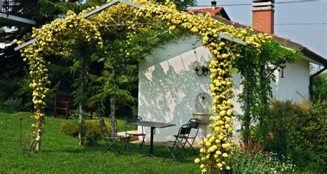 Li vediamo sbocciare nei campi assolati e aridi, ma anche in penombra, tra le. Giardino di campagna con orto e frutteto, dove prima ...