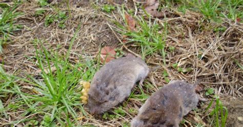 Vole Traps Supplies And More