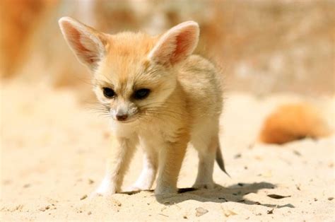 Fun Fennec Fox Facts Cute Overload Babamail