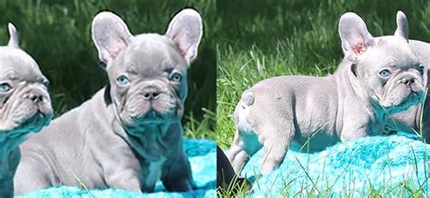 A charming appearance, and a nice, balanced and. Tri Color Merle French Bulldog Price
