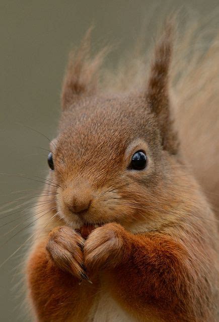 Red Squirrel Flickr Photo Sharing Cute Small Animals Animals