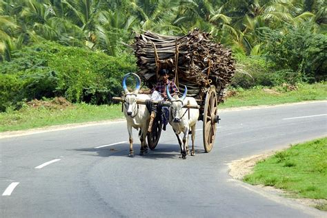 Farmer With Bullock Cart In Kerala South India Photograph By Pradeep